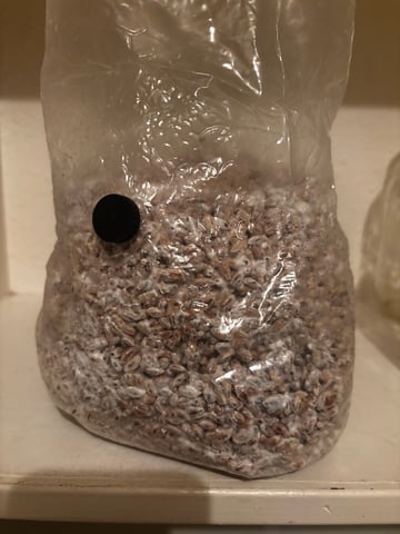 First magic mushroom grow — vegetative, day 33