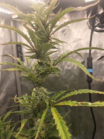 Forgotten Cookies — flower, day 2