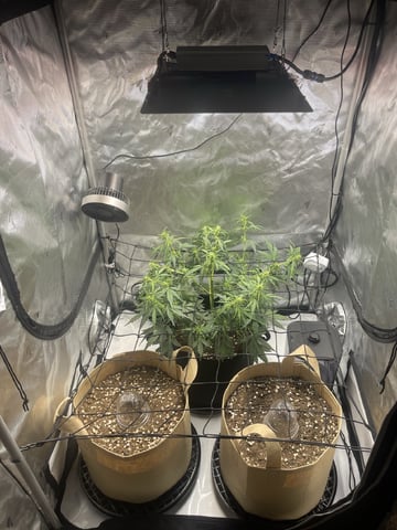 3x3 Grow — seedling_rooting, day 10