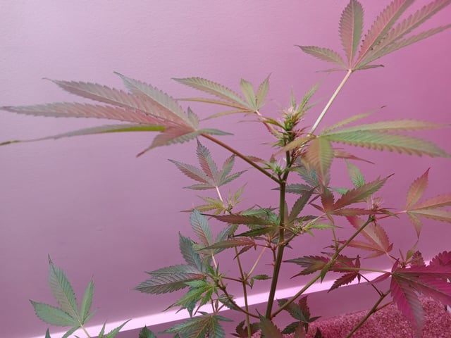 Fruity Pebbles OG (photo) & Oreos (photo) — flower, day 32