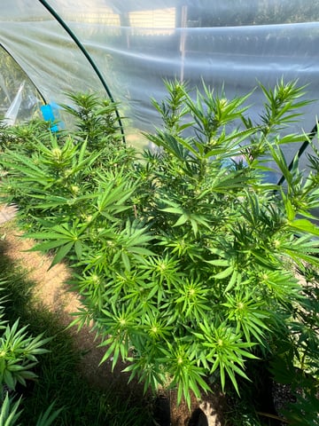 BlackBerry Moonrocks  — flower, day 27