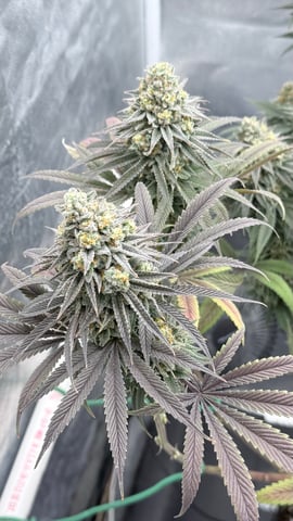 Blue Dream Grow — flower, day 89