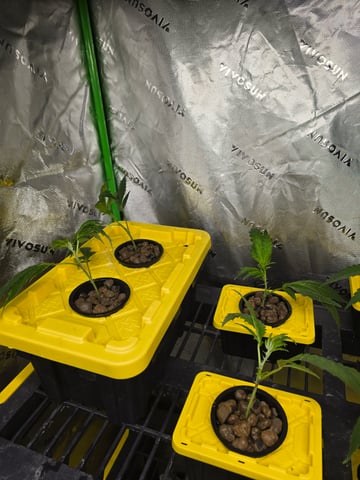 Oceanz 16 Pheno #2 