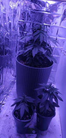 2nd grow — seedling_rooting, day 27