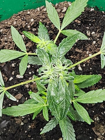 1st plant. Strain: Green Gelato AutoFlower — flower, day 60