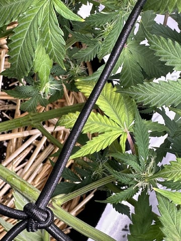 Pine (Auto) 2025 - 0 — flower, day 59