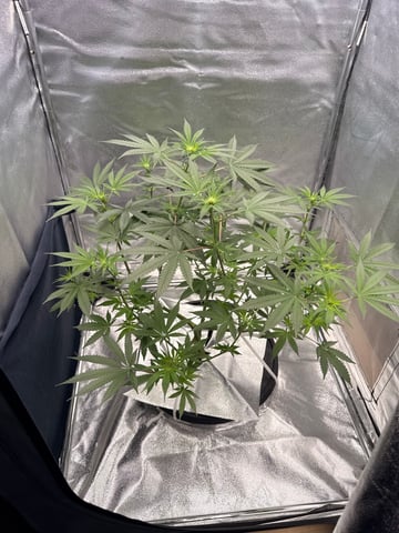 FIRST GROW EVER LETS GO!!! — flower, day 93