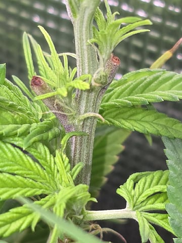 Blue Dream Feminized 