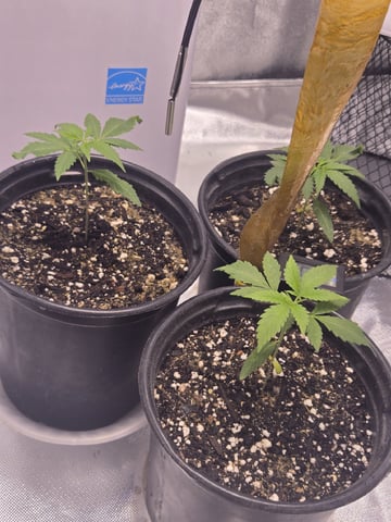 first grow second plant  — vegetative, day 16