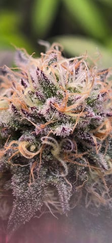 Looking for advice! — flower, day 88