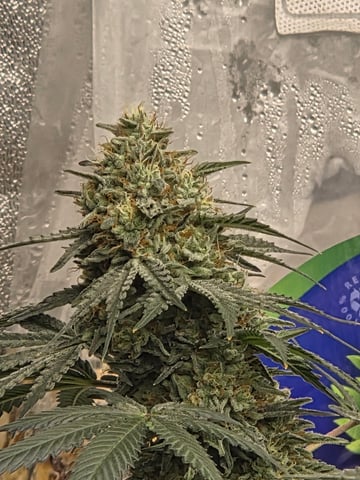 5 th grow still trying to dial it in and get big harvest  — flower, day 104