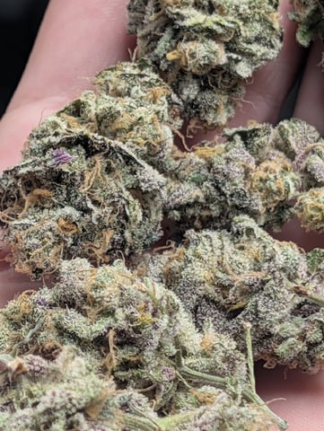 B E A utiful  — harvest, day 145