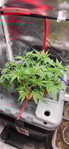 El Chemi Kiwi autoflower  — vegetative, day 30