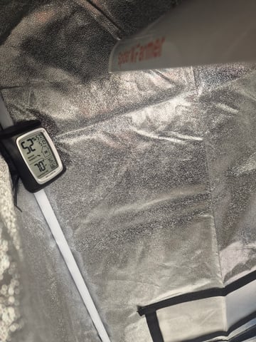 I'll get it right — seedling_rooting, day 17