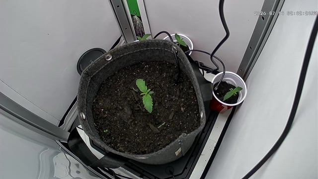 Blue Dream — seedling_rooting, day 12