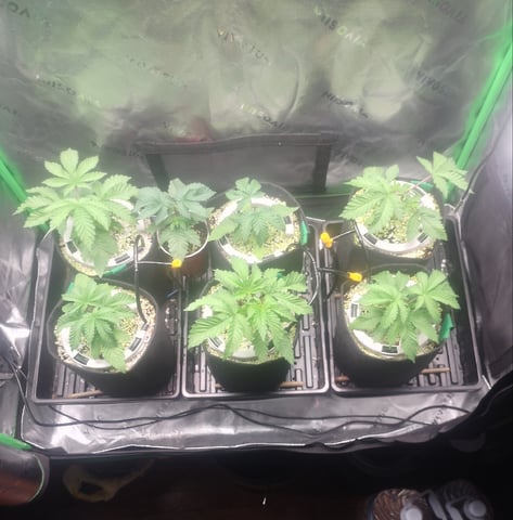 Mainely Genetics Micro Pheno Hunt