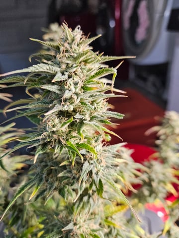 3 bears auto flower  — flower, day 81