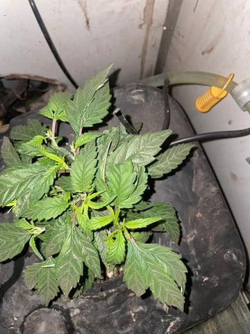 If it's Loose it's got to be a Unicorn.. — vegetative, day 5