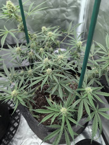 memphisto 3 bears OG, ethos high note r1 — flower, day 50