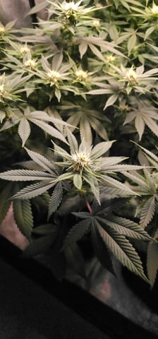 Cookies Usa — flower, day 75