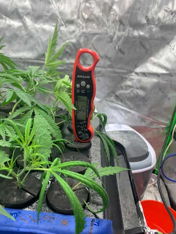 Six  — vegetative, day 43