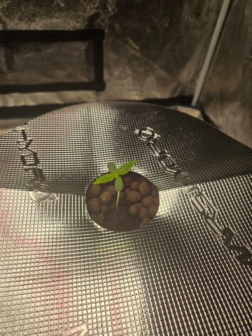 RQS Cookies Gelato — seedling_rooting, day 8