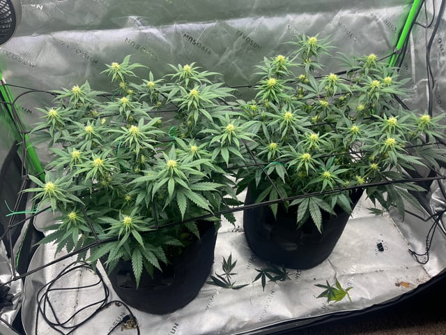 Blue Dream Photos — flower, day 70