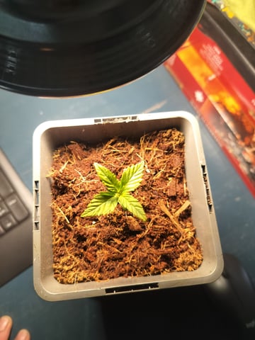 Wernards Express — none, day 2