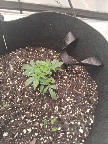 White Widow