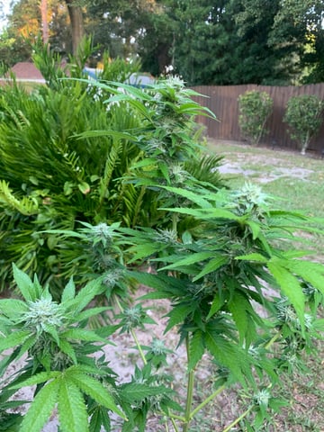 1 — flower, day 17