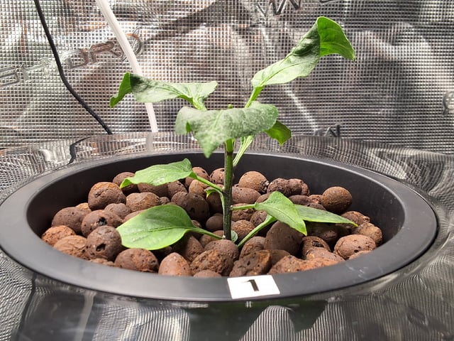 JALAPEÑO 🌶 — vegetative, day 54