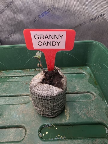 Granny Candy and PLCG — germination, day 7