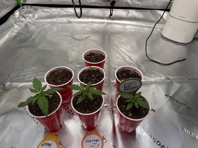 Humboldt  — seedling_rooting, day 13