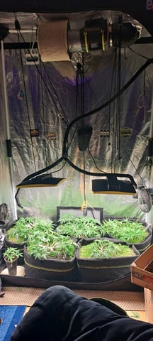 First Grow with the new setup  — auto, day 55