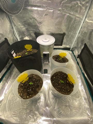 Gorilla Melon — seedling_rooting, day 15
