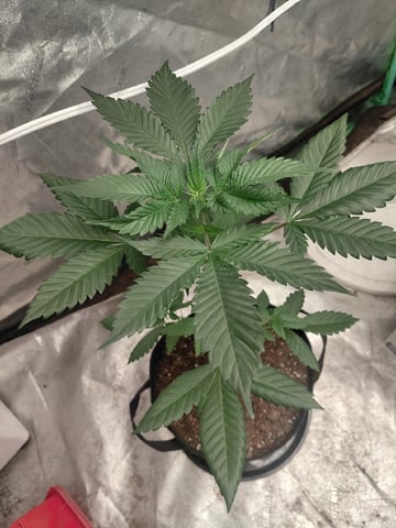 Growing  A New One
