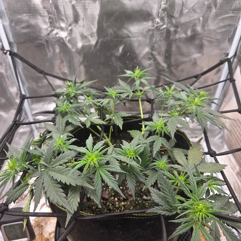 Purple Haze Auto — flower, day 38