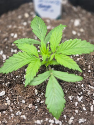 I'll get it right — vegetative, day 23