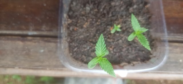 Prentwins — seedling_rooting, day 1