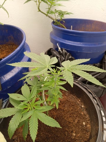 closet grow for veg with a.c infinity air intake fan .With no carbon filter just suction,and spider farmer sf 7000.Then a spider farmer sf tent 4×4×6.5with a G1500 l.e.d from spiderfarmer and spider farmer 6inch clip oscalating fan. — vegetative, day 19