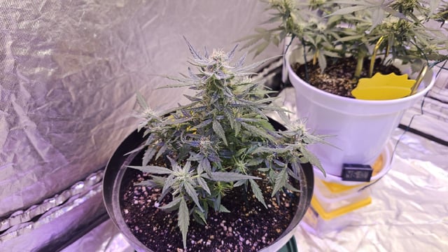 first grow adventure  — flower, day 56