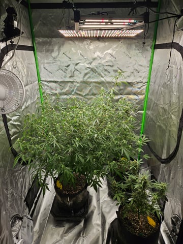 Sour Patch Kids — flower, day 2