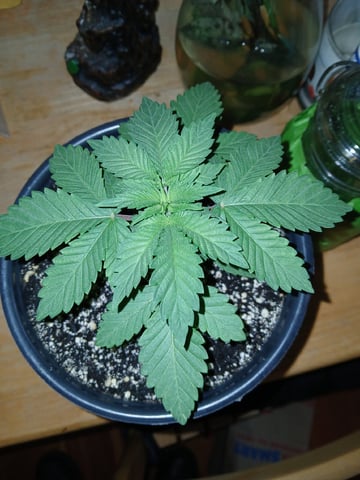 CountryG  — seedling_rooting, day 25