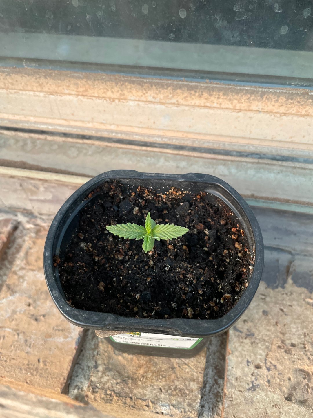 Haze X Cinderella 99