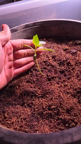 first run — seedling_rooting, day 18