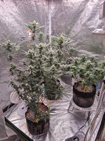 TEAM FULL AUTOS — flower, day 111