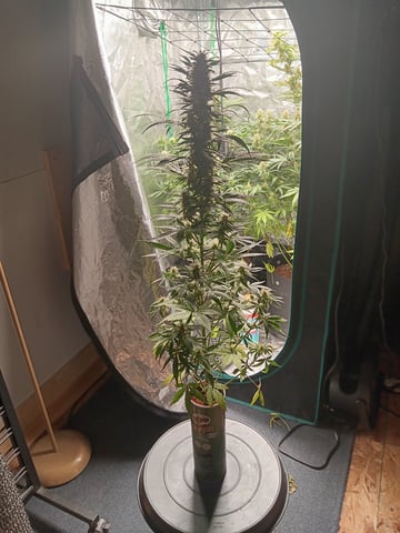 Pickle Rick — flower, day 44