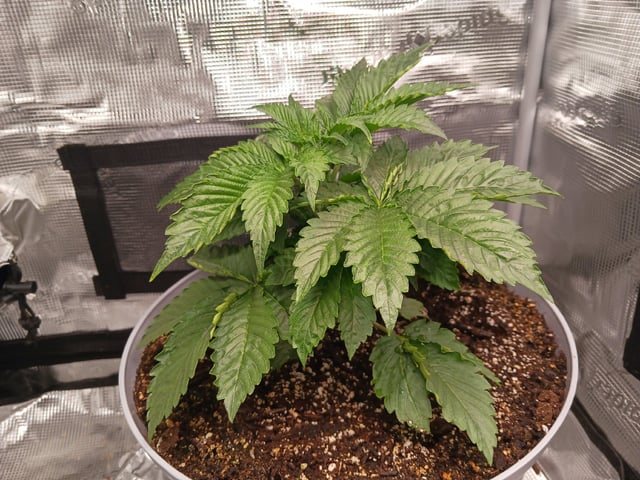 Gorilla Sherbert Feminized From Blimburn Seeds  — vegetative, day 21