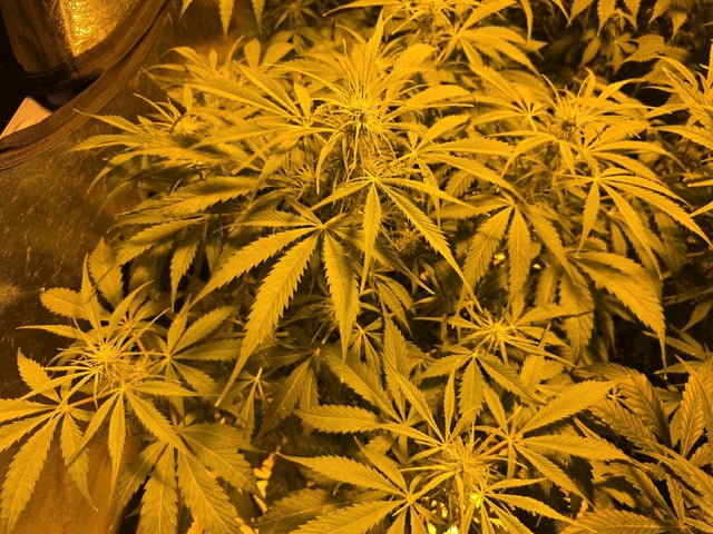 Autos AGAIN — flower, day 58
