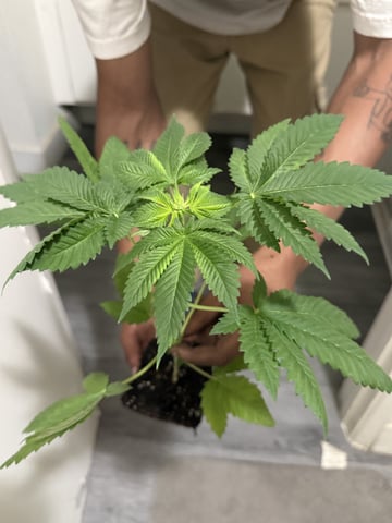 Super Glue — vegetative, day 1